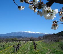 demeures-du-ventoux-mont -ventoux-220x190.jpg