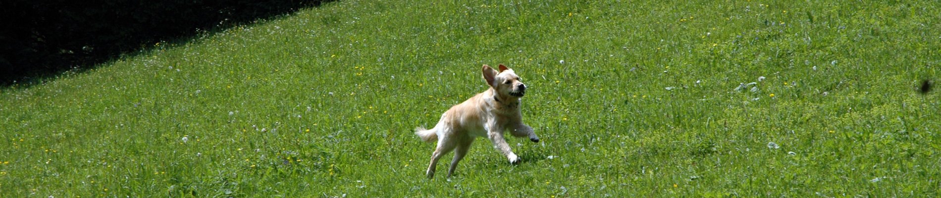 op vakantie met de hond banner