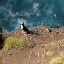 papagaaiduiker faroer eilanden ijsland tours